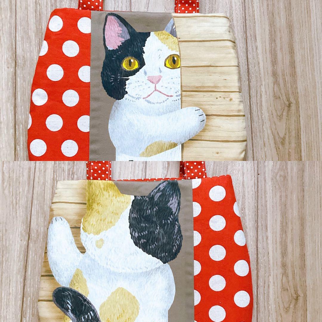 キラキラ⭐️　ひょっこり猫