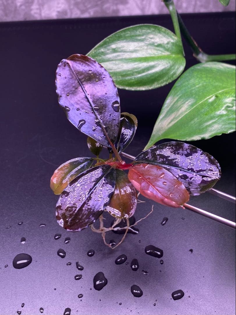 Bucephalandra sp. Brownie Paris 【TGK】