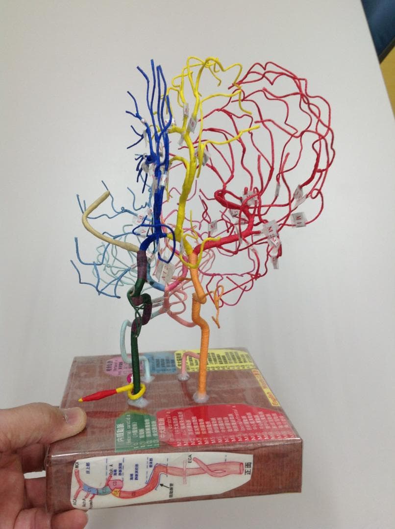 脳血管模型（脳血管模型を作れない必要な人のために） 脳血管模型KAGAWAモデル