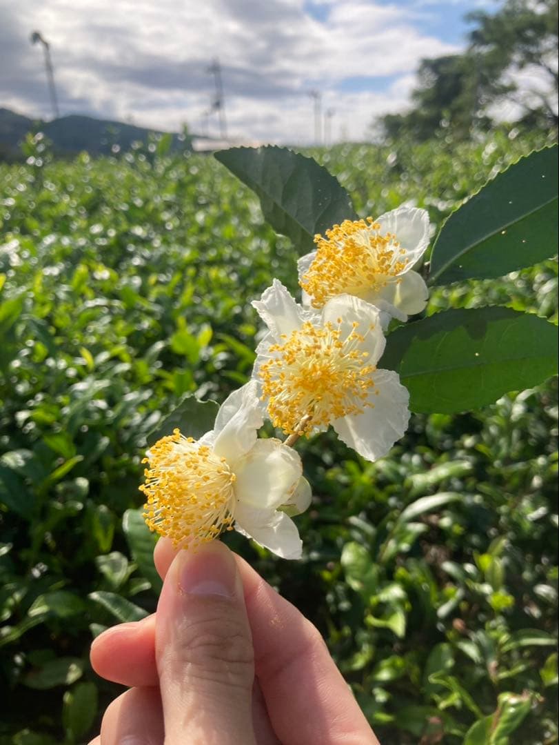 【年末年始限定】新年のお供に♪大福茶ティーバッグ3g×20個(抹茶入り玄米茶)