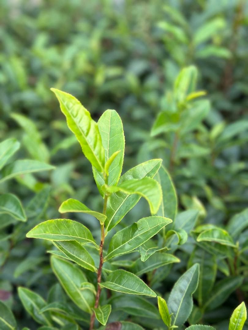 【年末年始限定】新年のお供に♪大福茶ティーバッグ3g×20個(抹茶入り玄米茶)
