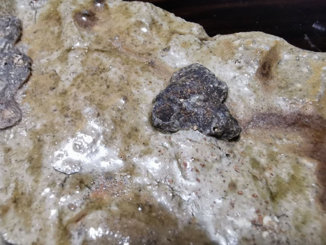 國吉清尚 焼締窯変扇大皿 真作保証