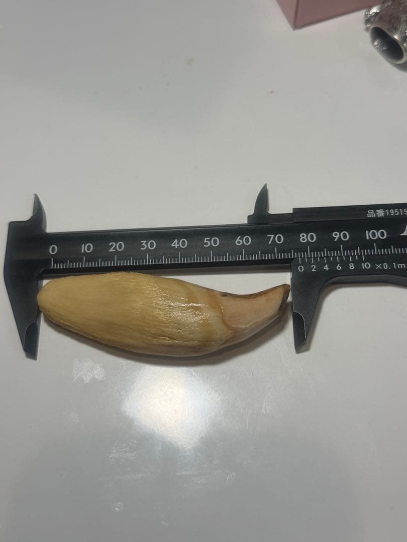 熊牙　熊の牙 ヒグマ牙　金物セット　ネックレス　キーホルダー　新品　送料無料