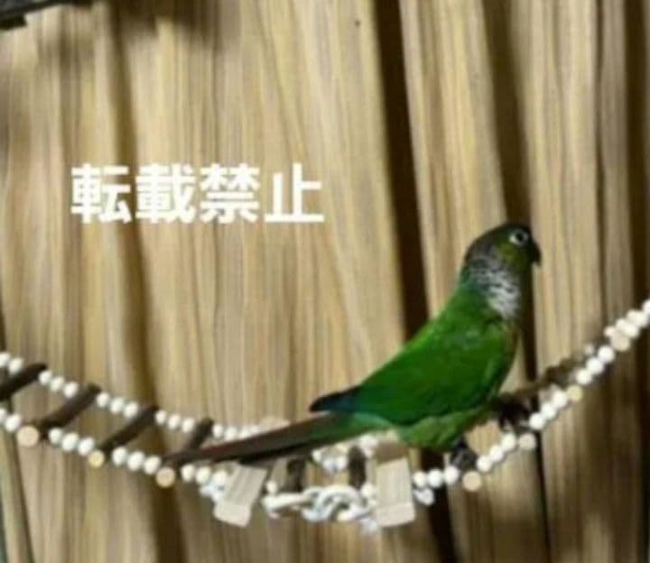 330　吊り橋　はしご　止まり木　バードトイ　鳥　インコ　小動物