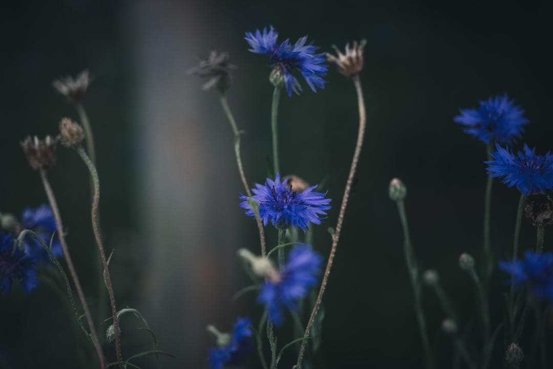 極細中望遠！Leica Elmar 90mm F4 オールドレンズ