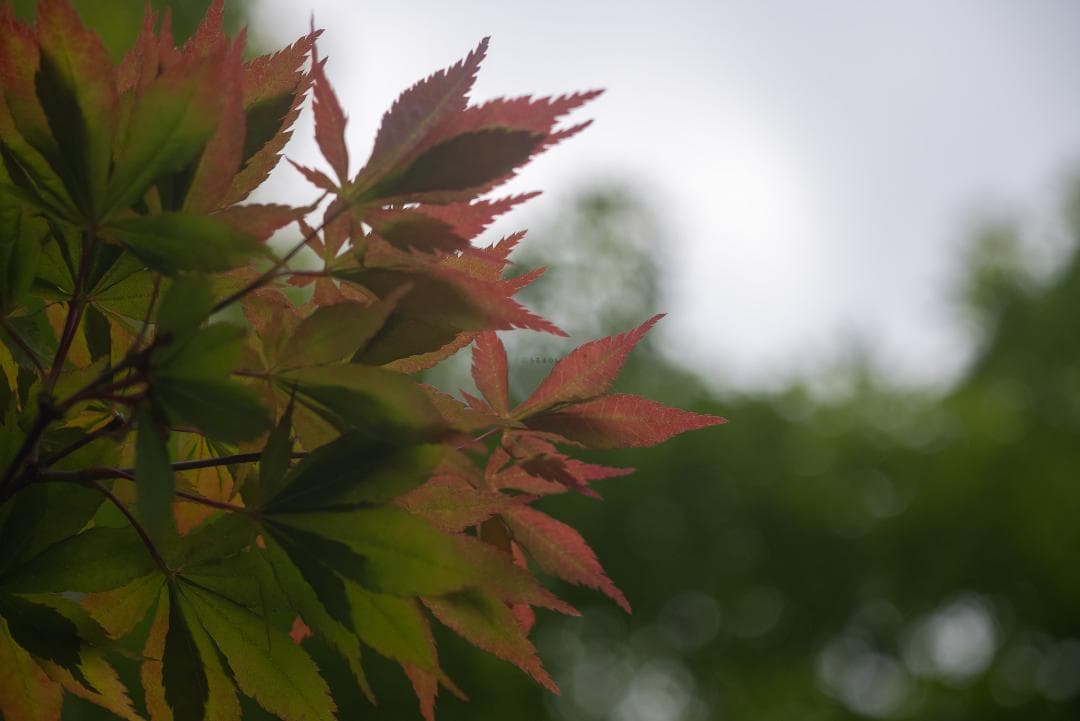 極細中望遠！Leica Elmar 90mm F4 オールドレンズ