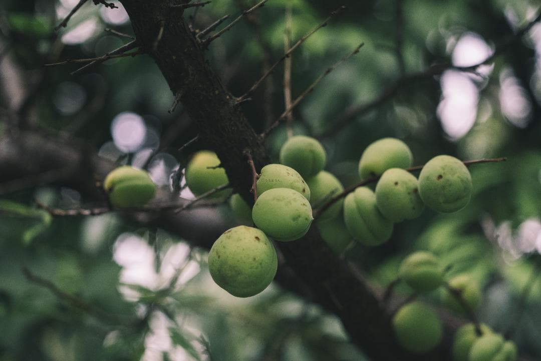 極細中望遠！Leica Elmar 90mm F4 オールドレンズ