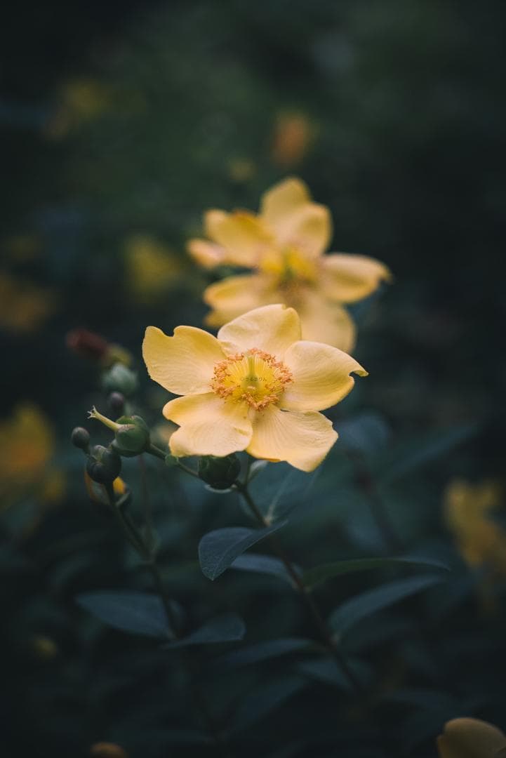 極細中望遠！Leica Elmar 90mm F4 オールドレンズ