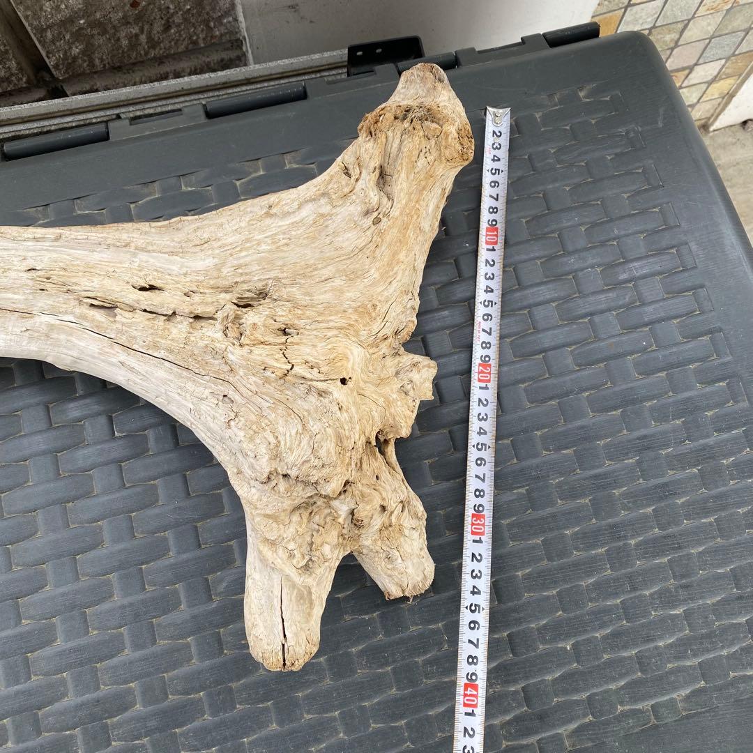 水槽用流木 約80cm 自然な形状