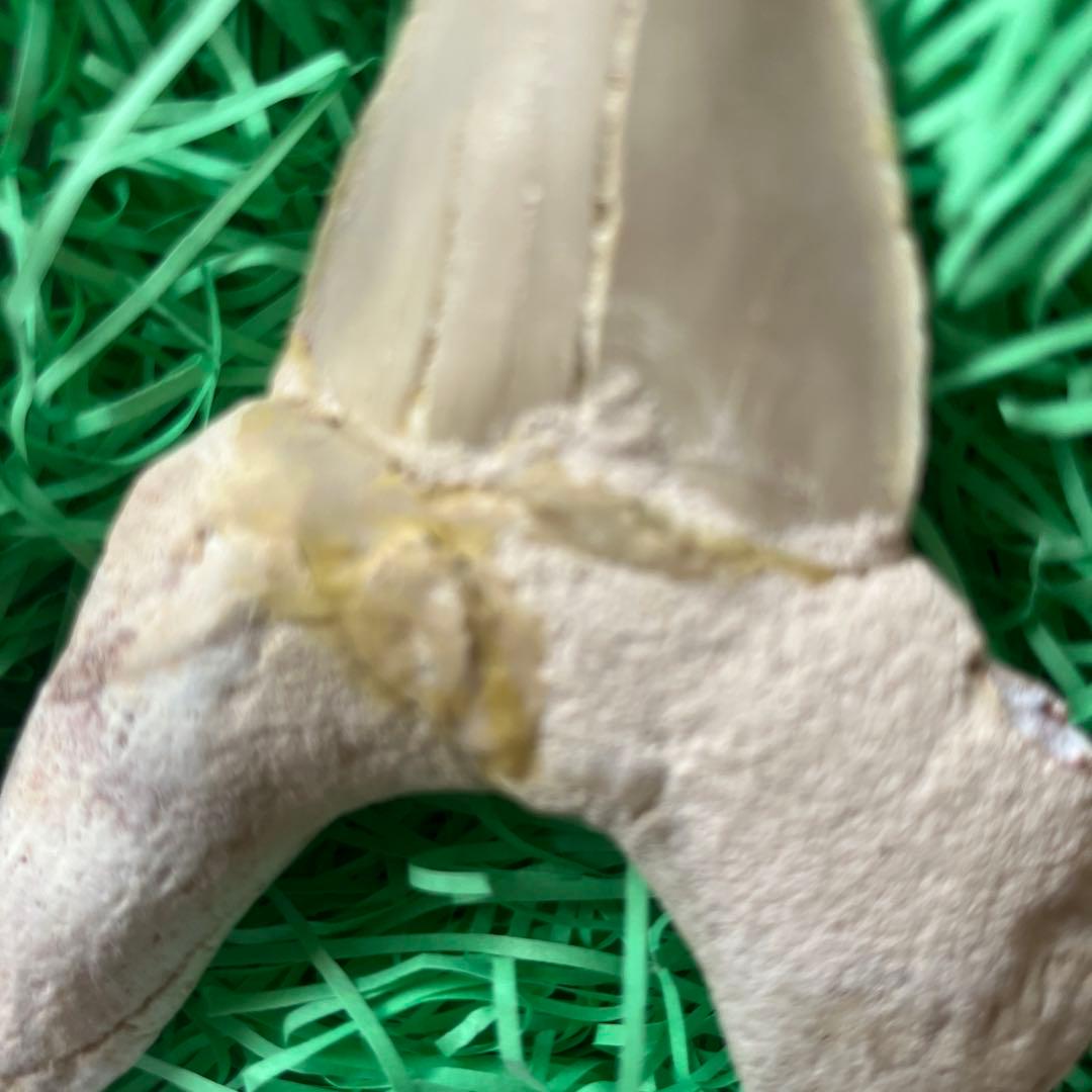 5000年前　モロッコ産サメの歯の標本