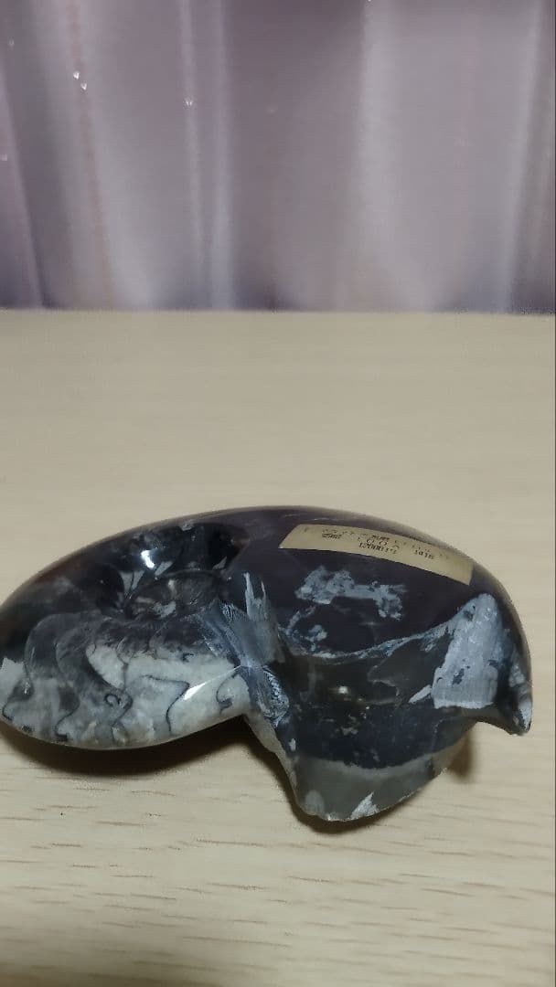 モロッコ産 高級研磨アンモナイト