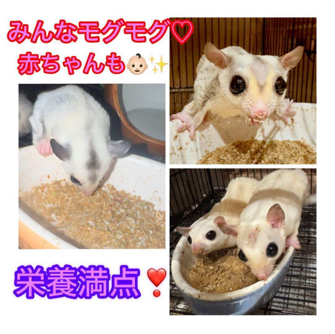 モモンガフード 800g オリジナルモモンガフード　フクロモモンガ