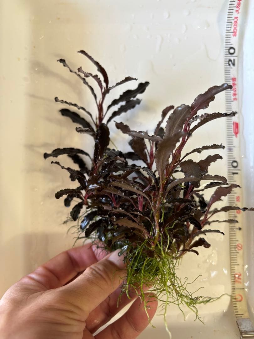 ブセファランドラ クダガン　群生株⑨
