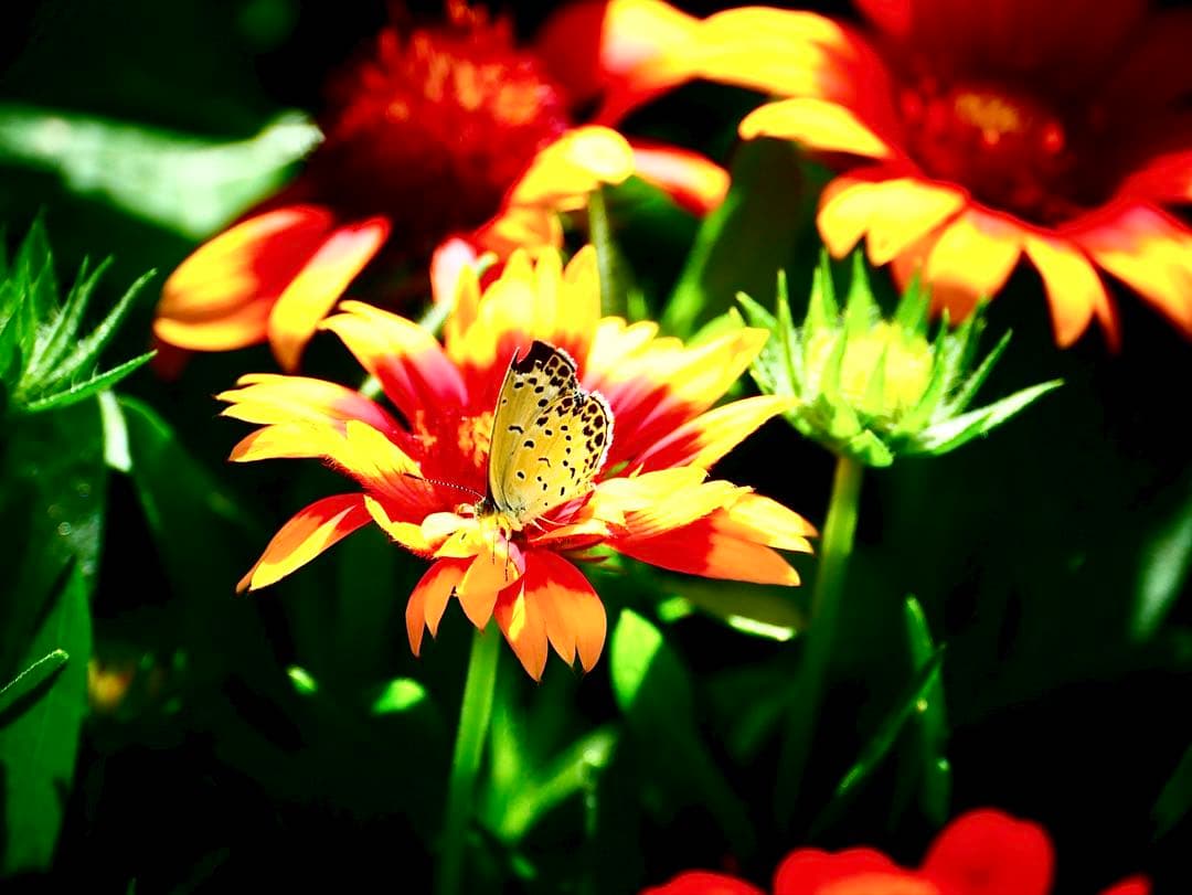 LUMIX 望遠レンズ 35-100mm H-FS35100 パナソニック未使用