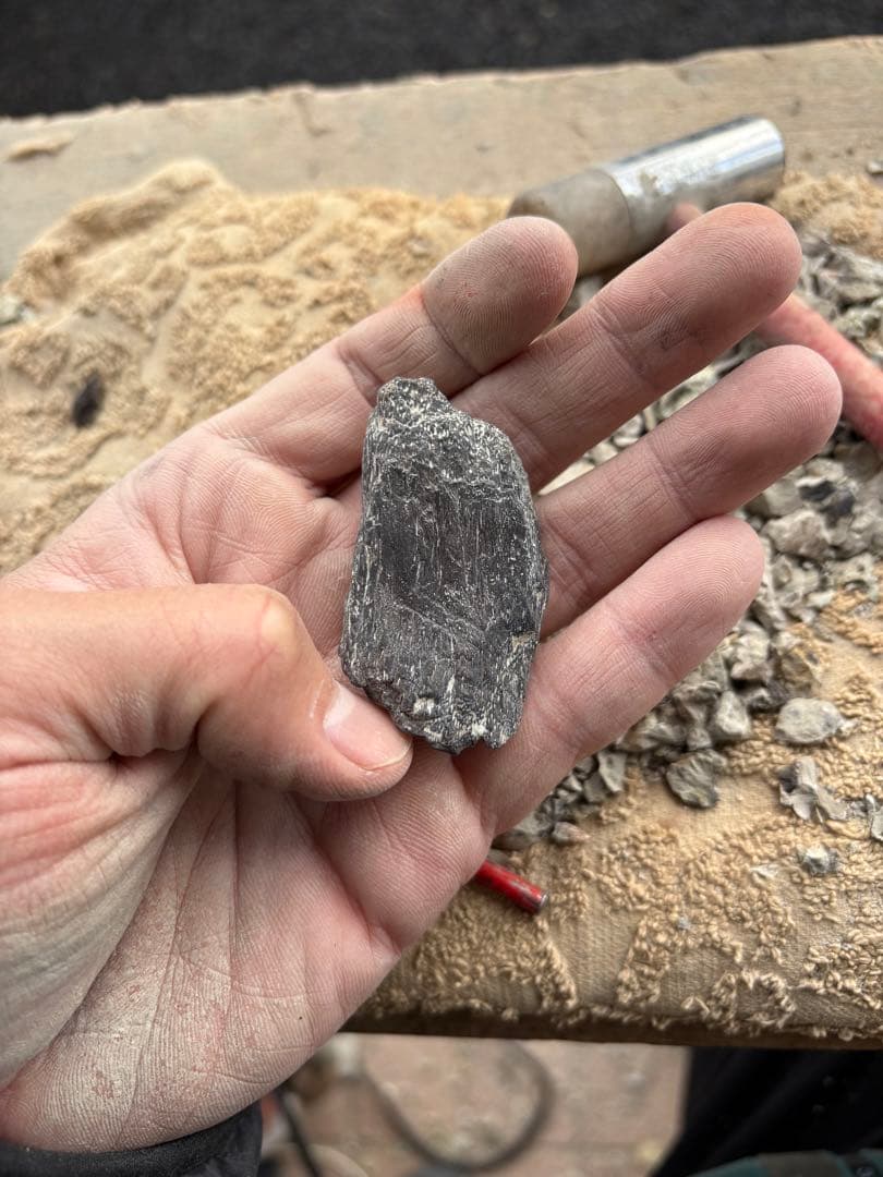 新種のステゴサウルスの棘の破片　化石　モロッコ　恐竜