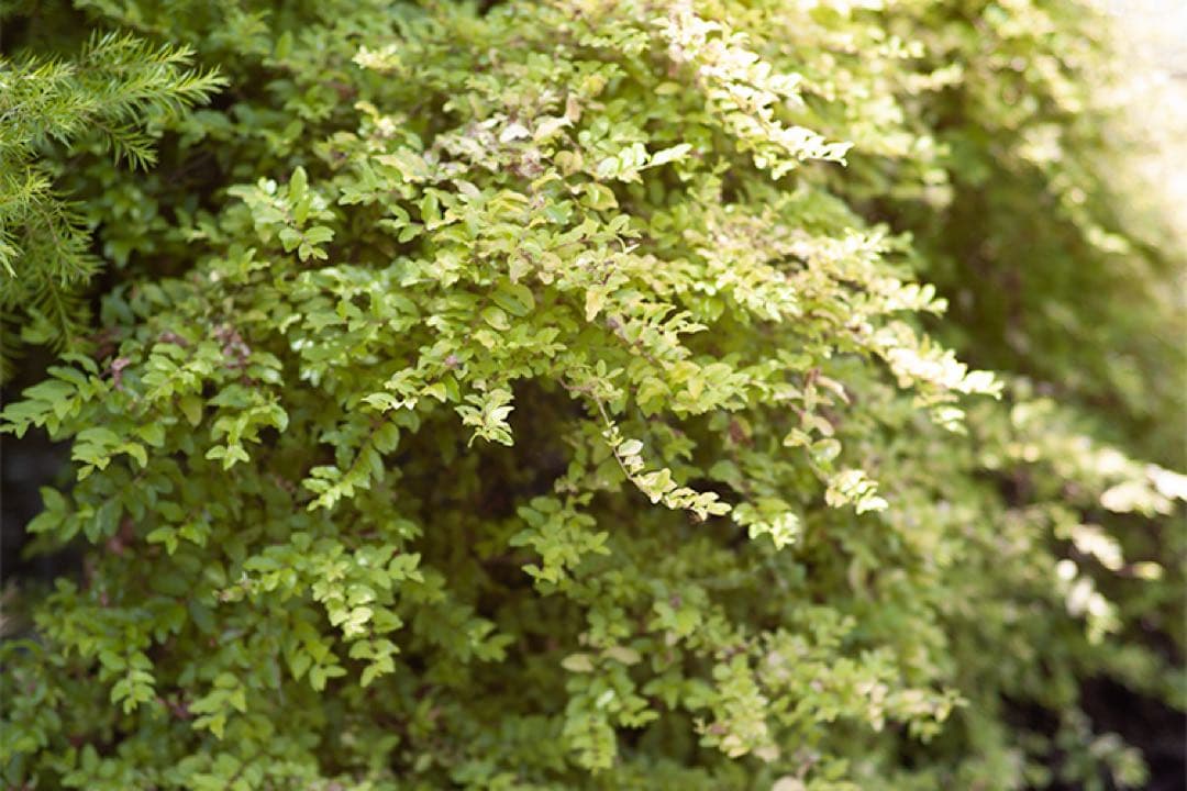 Leica M8 ライカ