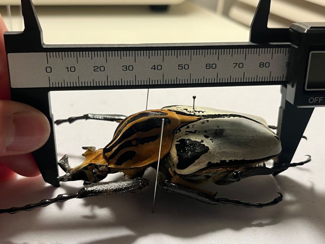 【擦有BIG】カタモンゴライアスオオツノハナムグリ 86mm程♂