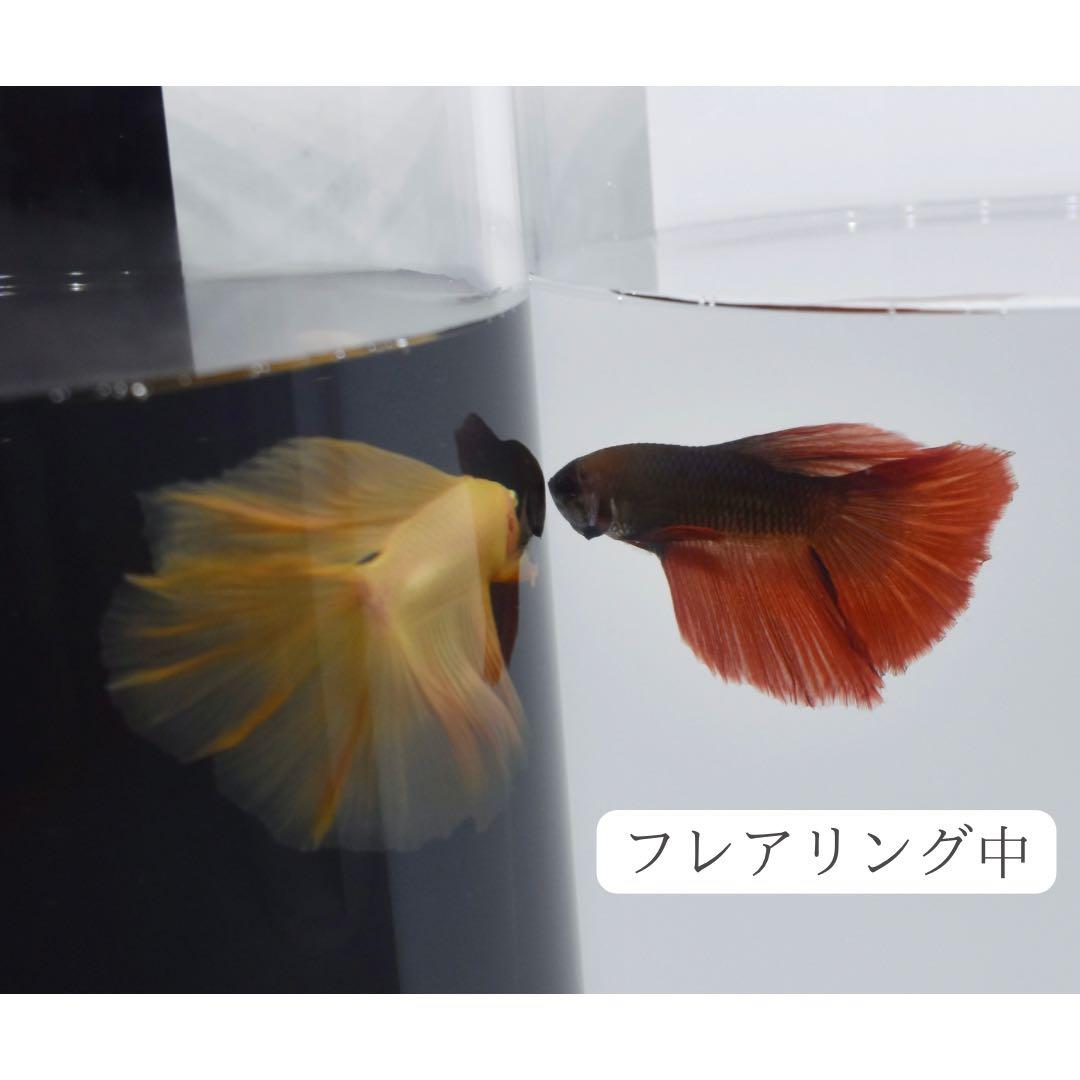 アクリル円柱水槽2つセット(ベタ専用)