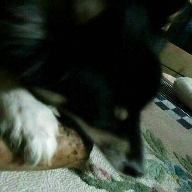 OY.けやき梨の木新品.犬用おもちゃ、小さめ大型犬大型犬向け歯固めかじり木