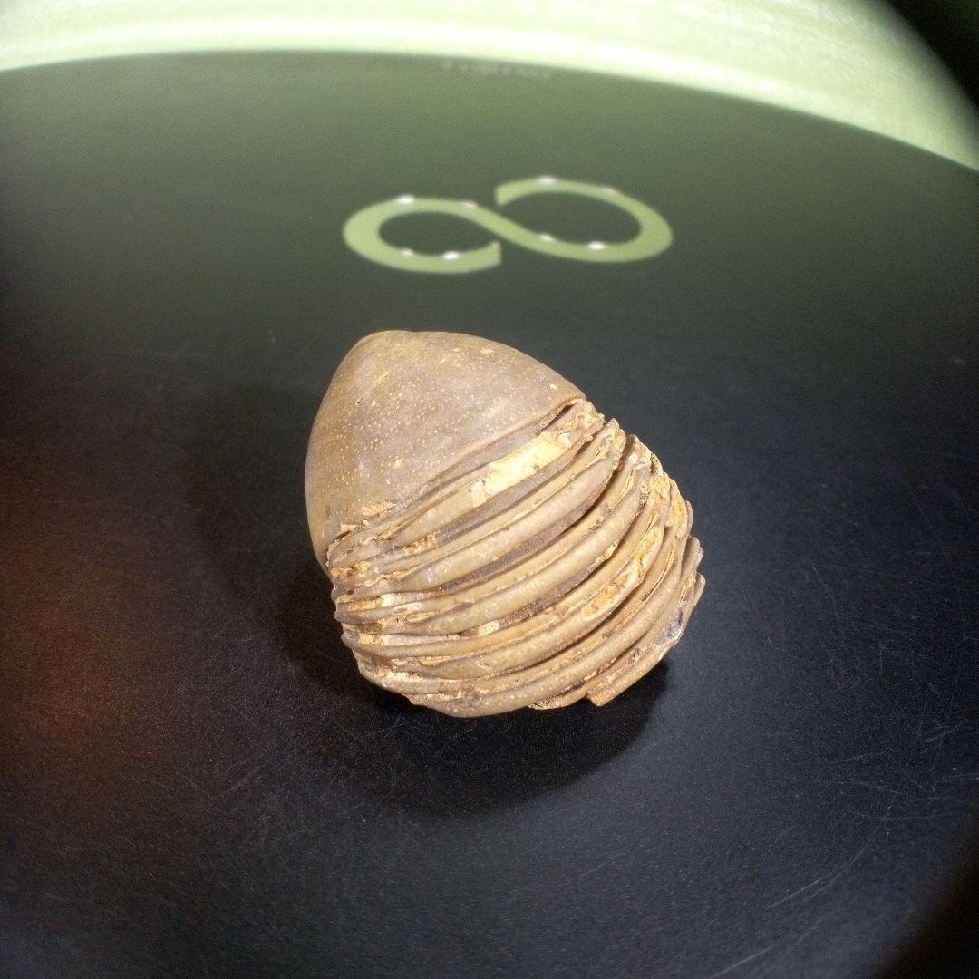 三葉虫　化石　fossil　海　ボリビア産　trilobite　レア　化石№⑨