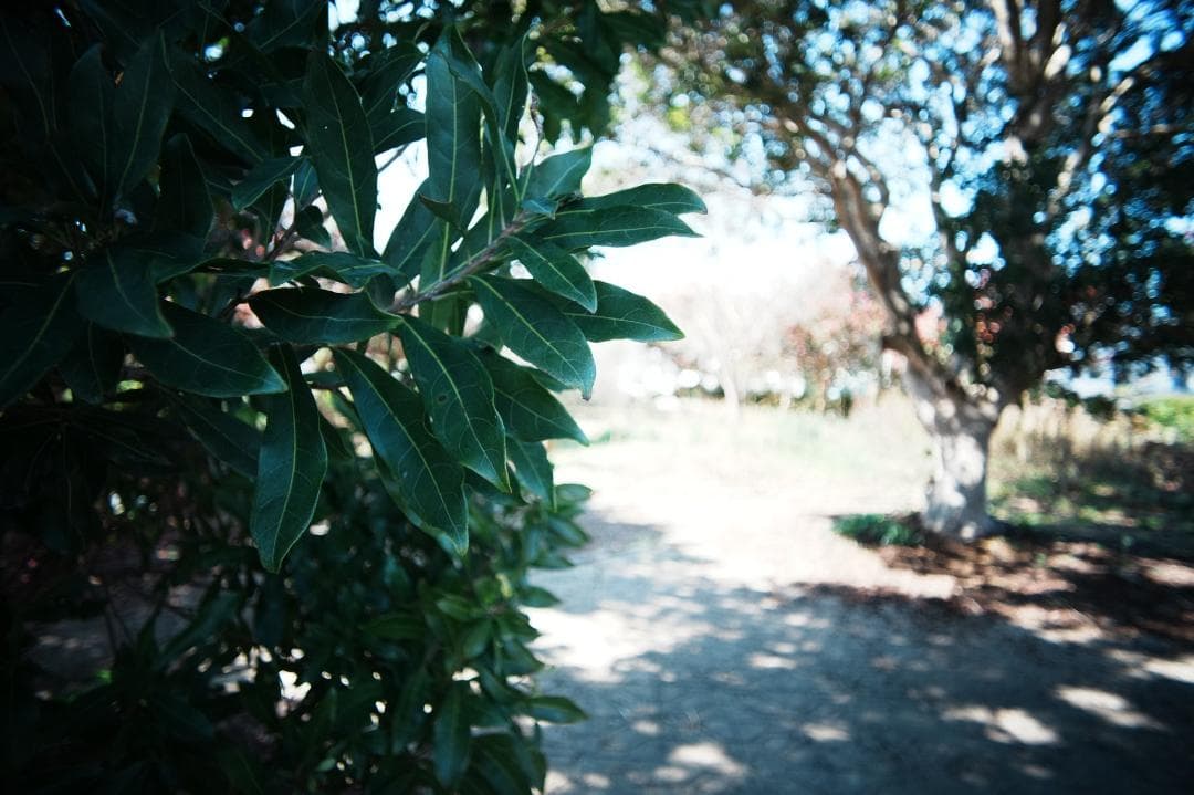 【希少】Carl Zeiss Distagon 18mm F4 MMJ 989