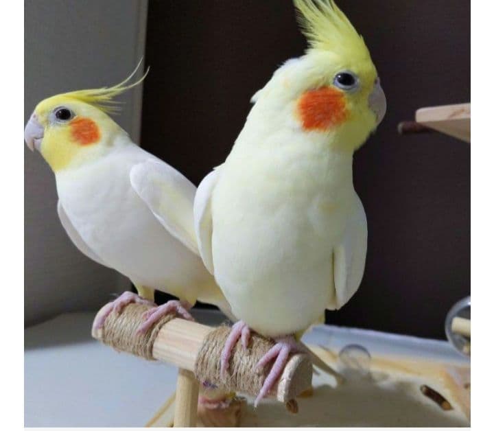 65⭐　インコ　ミラーとフォージングトイセット　⭐バードトイ