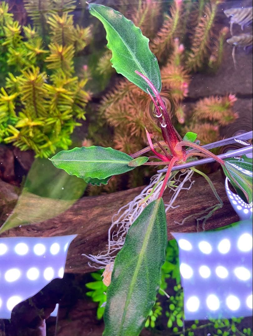 Bucephalandra sp. \"Dark gray\" 【TB】　子株付き