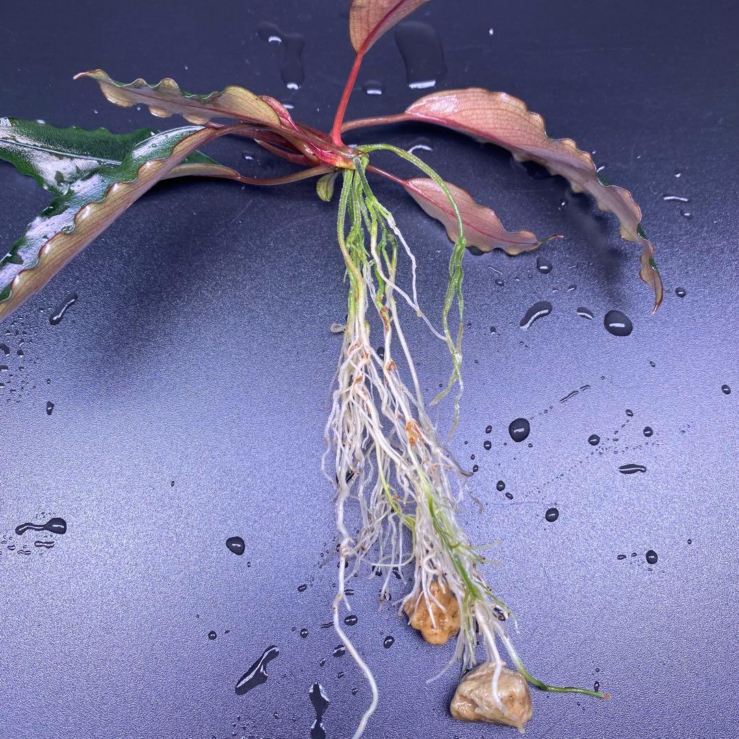 Bucephalandra sp. \"Dark gray\" 【TB】　子株付き