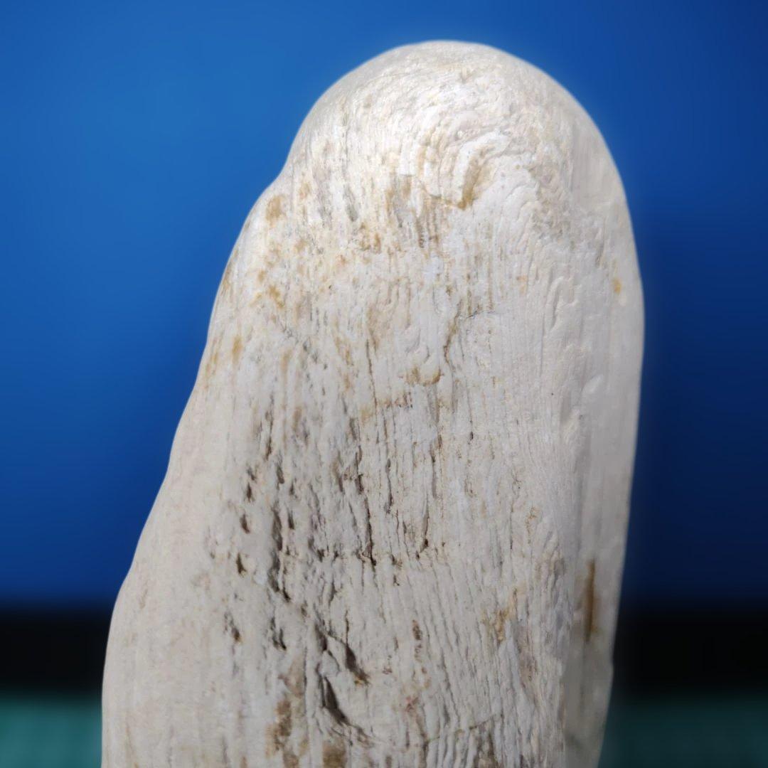鳥海山由来の珪化木、「白き峰」管理No.80324