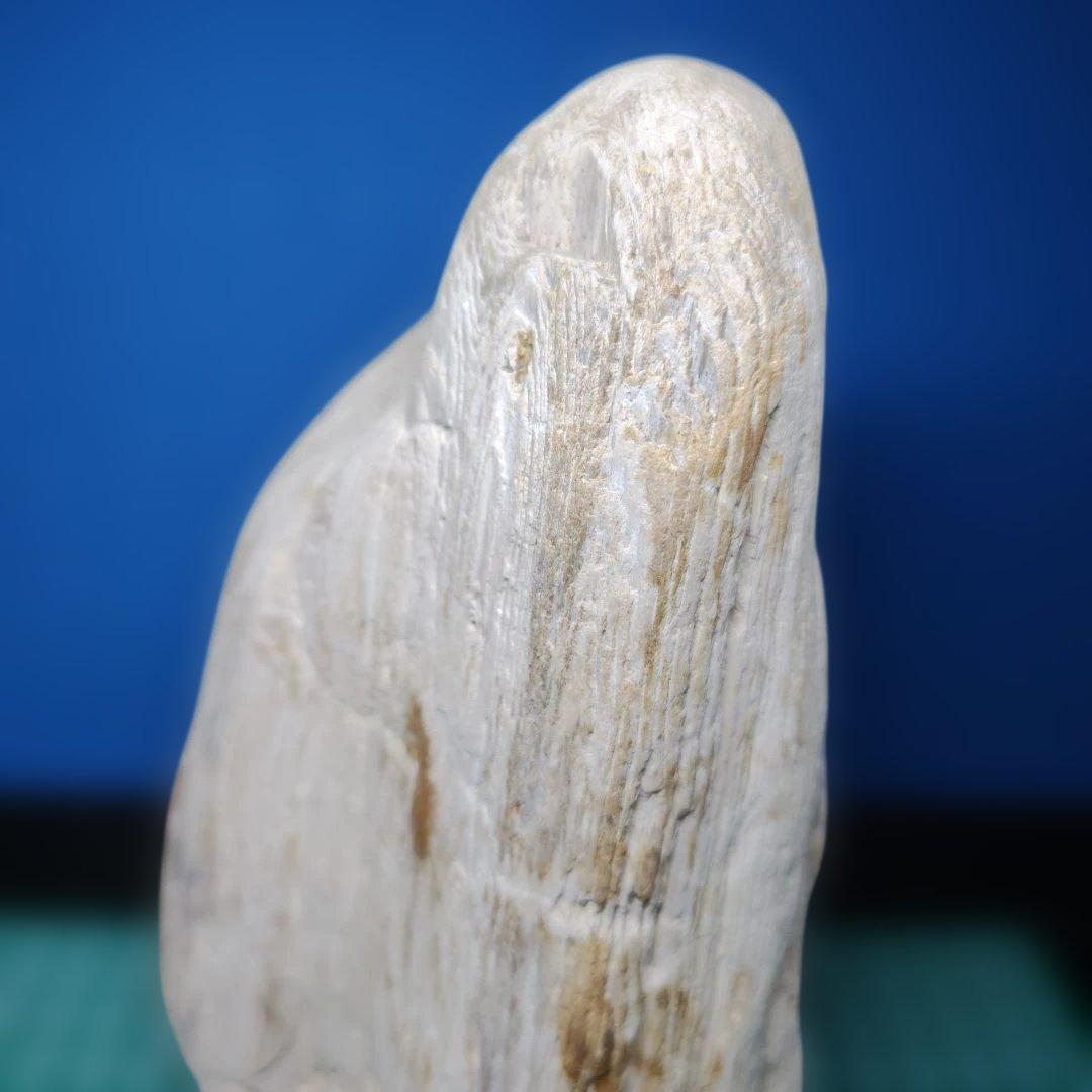 鳥海山由来の珪化木、「白き峰」管理No.80324
