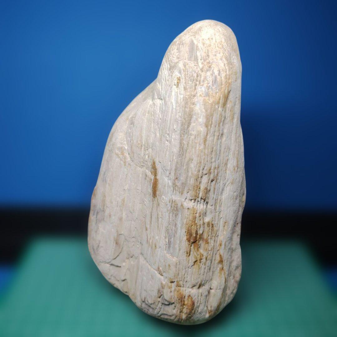鳥海山由来の珪化木、「白き峰」管理No.80324