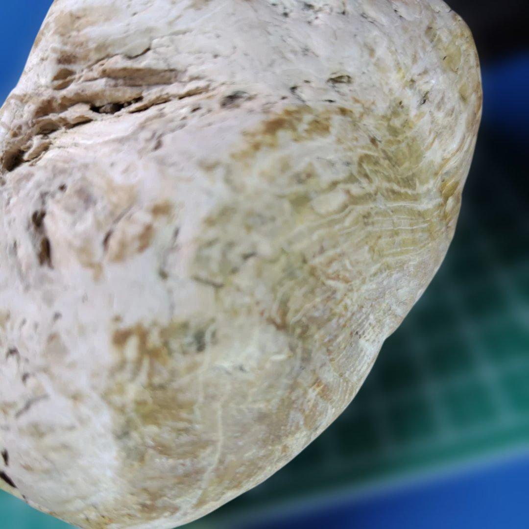 鳥海山由来の珪化木、「白き峰」管理No.80324
