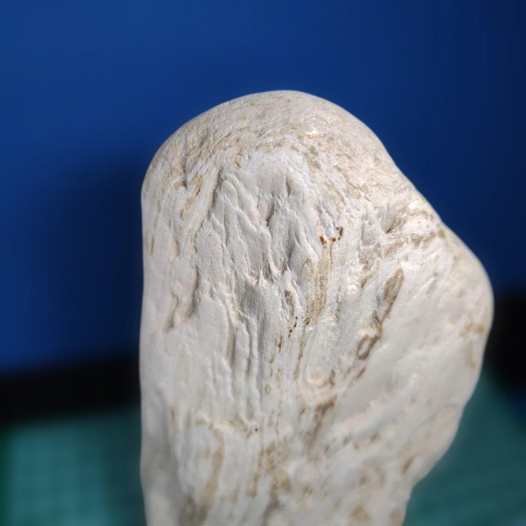 鳥海山由来の珪化木、「白き峰」管理No.80324