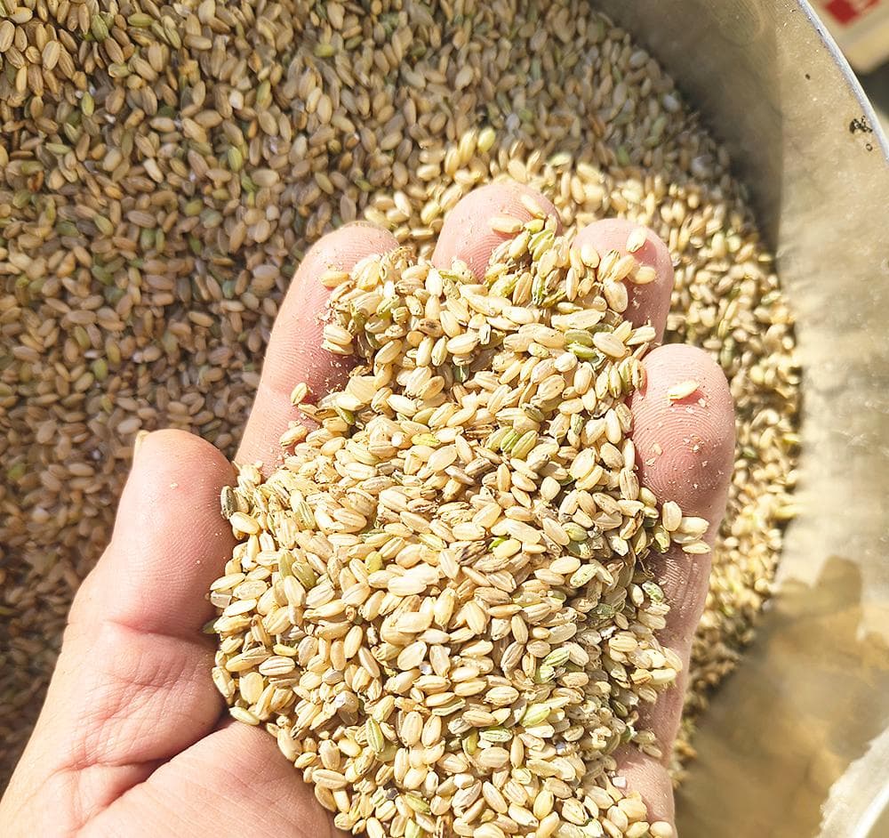 くず米　25kg　鳥の餌等　茨城県ひたちなか市産　えさ
