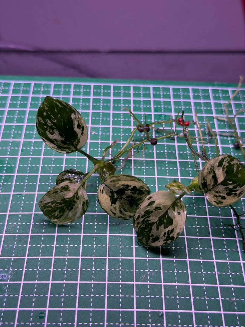 アヌビアスsp.斑入りキングAnubias sp.Variegated King