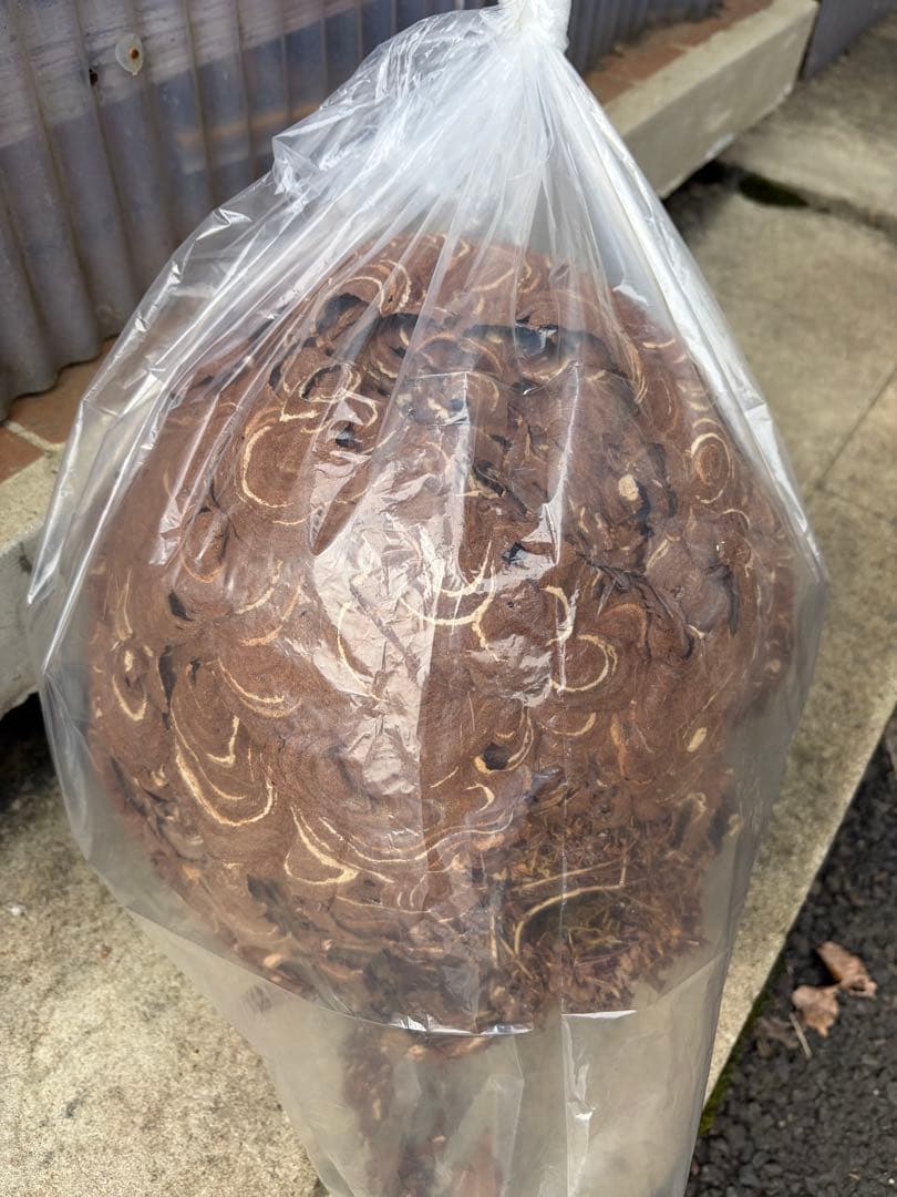 スズメバチの巣