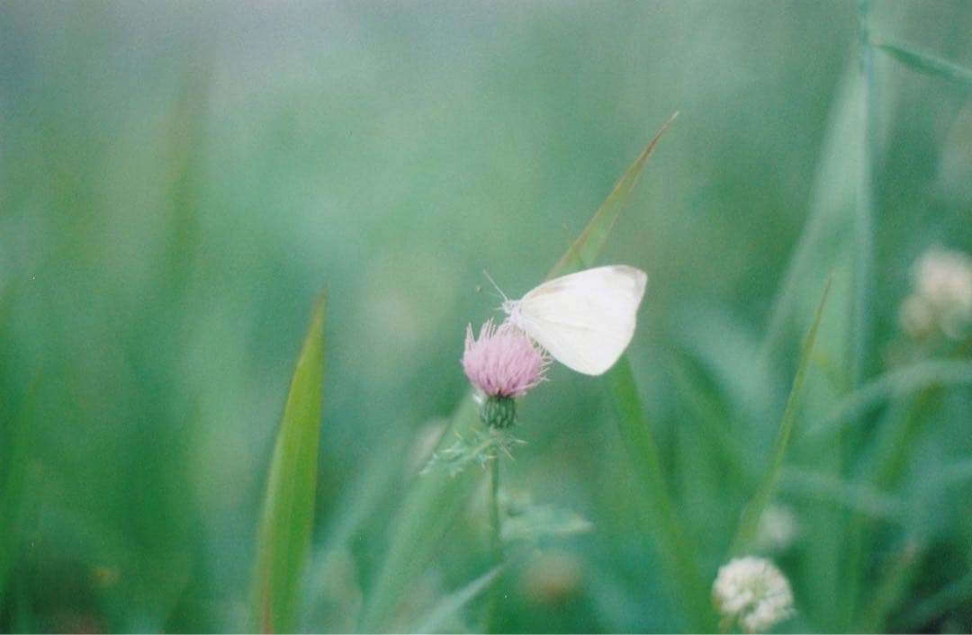 CONTAX Aria本体＋RTS Planar T＊ 1.4/50 MMJ