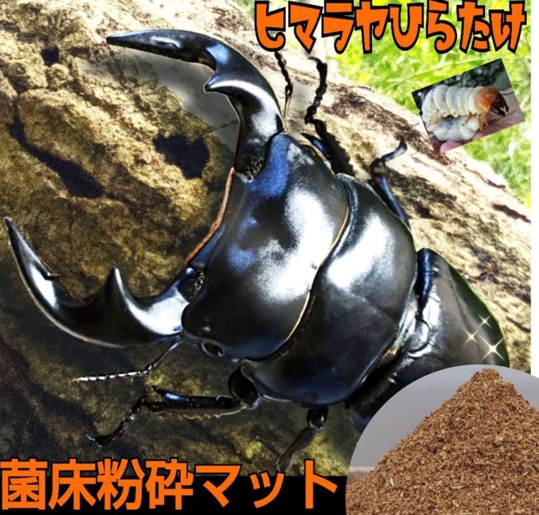 クワガタの幼虫専用！　ヒマラヤひらたけ菌床粉砕マット【30L】ボトルに詰めるだけ