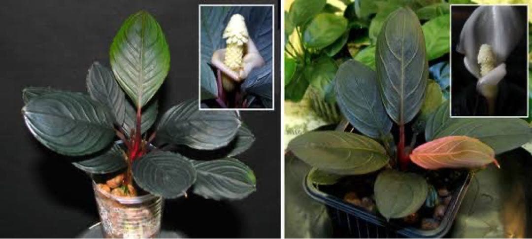 し*6様 ブセファランドラBucephalandra Dark Kishii 丸