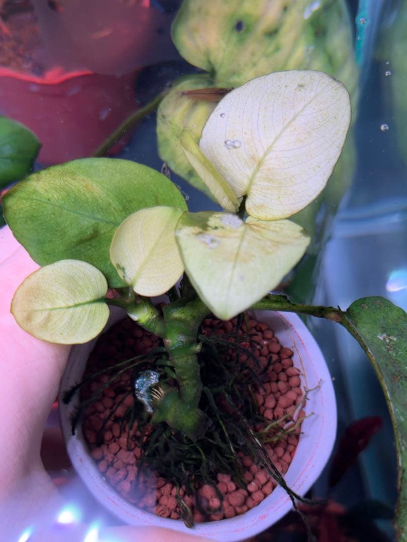 Anubias Panda white (斑入りパンダホワイト アヌビアス )
