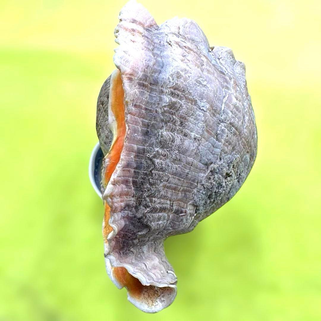 大きな螺旋状の美しいオレンジ色の貝殻長さ約20cm