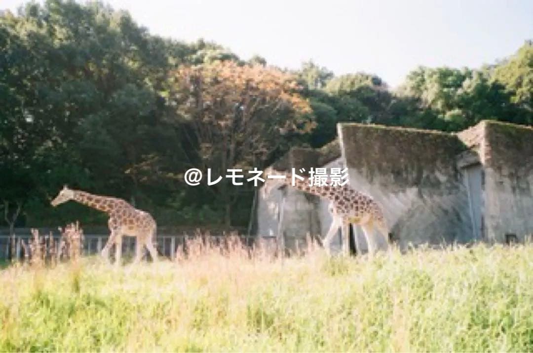 【動作良好】FUJIFILM NATURA CLASSICA 入手困難 完動品