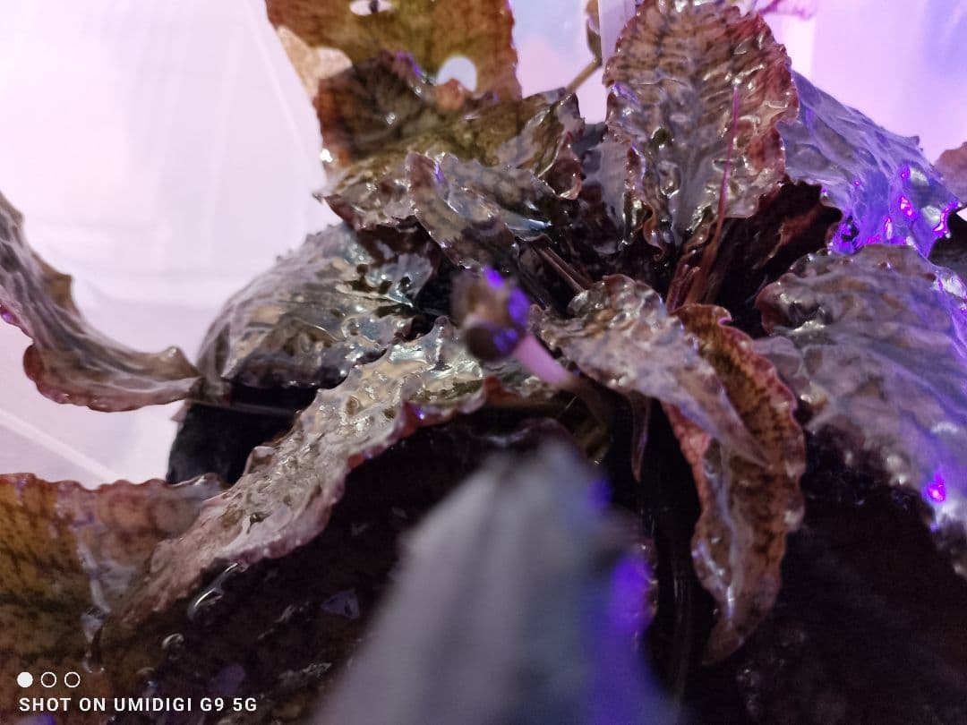 Cryptocoryne striolata Mahakamu hulu TB便