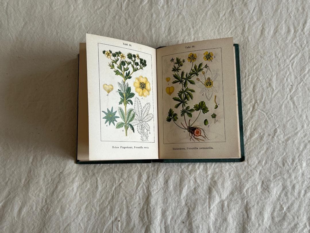 １９０４年　バラ科　石版印刷　ボタニカル　植物解剖図　植物図鑑　アンティーク