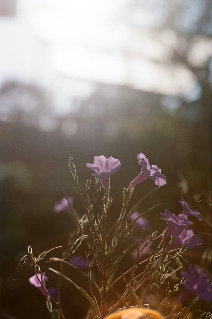 minolta SR-7 55mmf1.8 動作確認済み 実写作例あり！