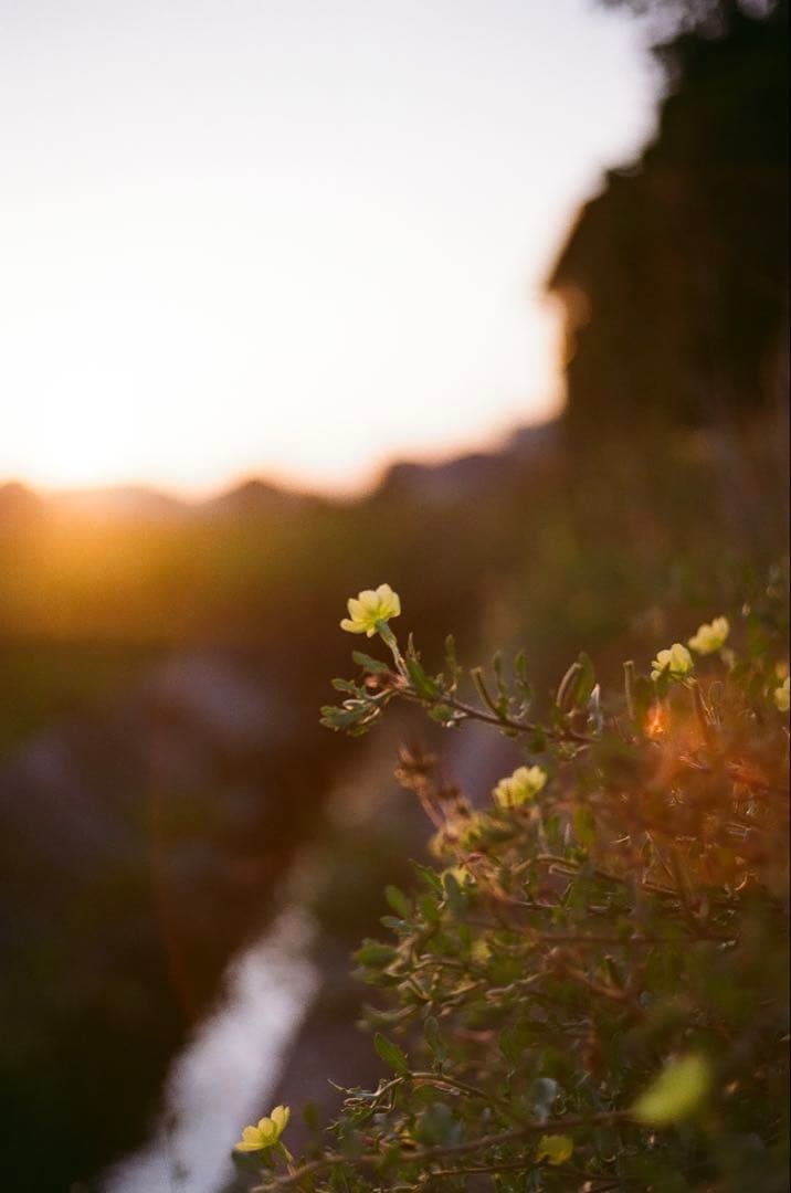 minolta SR-7 55mmf1.8 動作確認済み 実写作例あり！