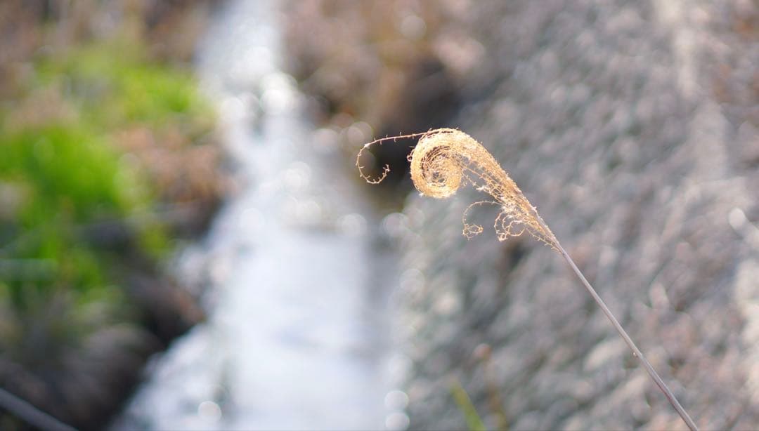 SONY E 50mm F1.8 OSS SEL50F18 [ブラック]