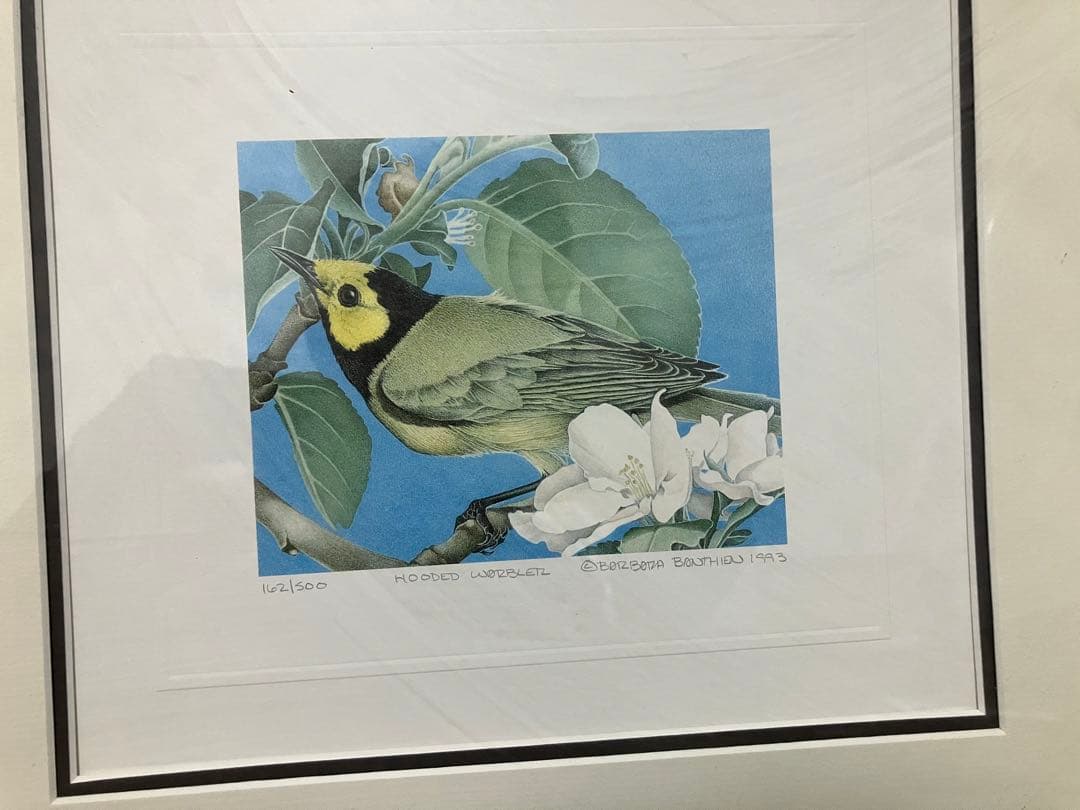 アメリカムシクイ絵画　額縁付き
