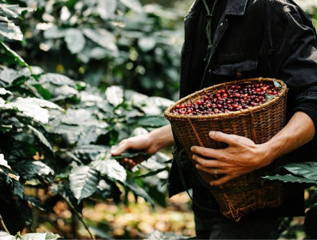 【DECAF blend／1kg】 miino COFFEE 直火焙煎