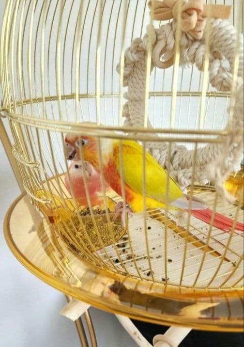 鳥かご スタンド ケージ インコ フラワースタンド ハンガースタンド